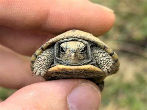 Celebrate World Turtle Day, Blendon Woods Nature Center, 4265 E Dublin ...