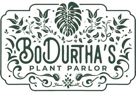 Blue Star Fern Care – BoDurtha's Plant Parlor