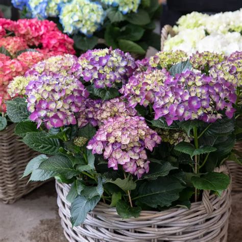 Hydrangea Plants - Van VLIET Flower Group