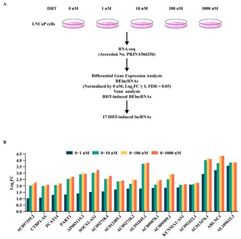 DHT-Induced lncRNA AC092718.4 Promotes Prostate Cancer Cell ...