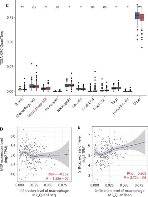 Migration and invasion inhibitory protein inhibits M2 macrophage ...