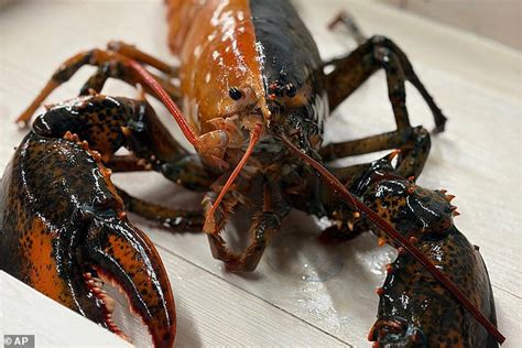 Claw-some! Fisherman discovers one-in-50-million split-coloured lobster
