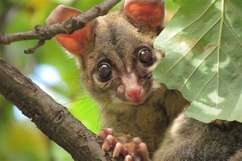 Wild Possum Sets Up Shop Alongside Stuffed Animals at Airport Gift ...