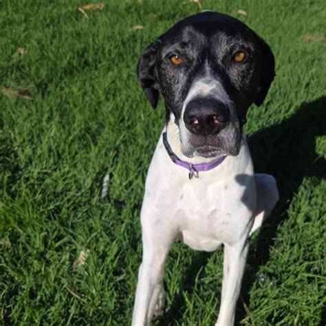 Vigor - Large Male Pointer x Bull Arab Mix Dog in VIC - PetRescue