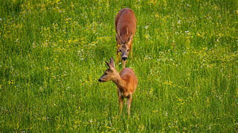 A hidden camera shows what happens when deer cross paths