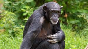 A primate that thinks like us