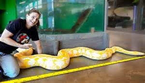 The new snake might break records - but the risks increase with size