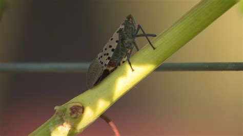 News 12 | Bronx | It S A Very Invasive Insect Vineyard And Apple Orchard Owners Fear Spotted ...