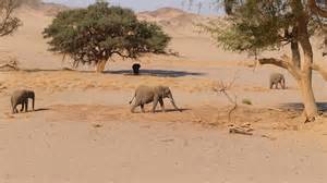 Namibia – Africa – Elephants in Arid Desert Terrain in 4K