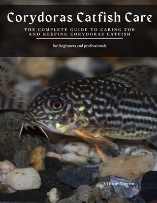 Corydoras For Beginners: Easy Care Guide And Top Picks - Insider Fish