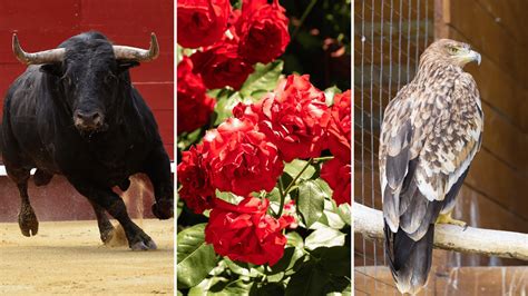 The Land of Rabbits: The Curious Meaning Behind Spain's Name