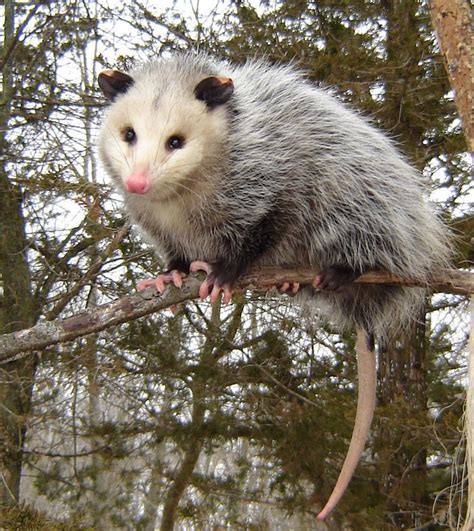 The Financial Impact of Possum Rabies on Public Health and Wildlife ...