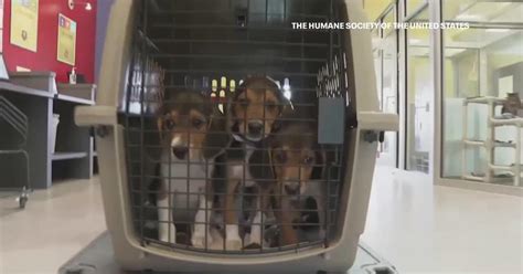 Ridglan Farms beagle rescue; Wisconsin shelters prepare for dogs | FOX6 ...