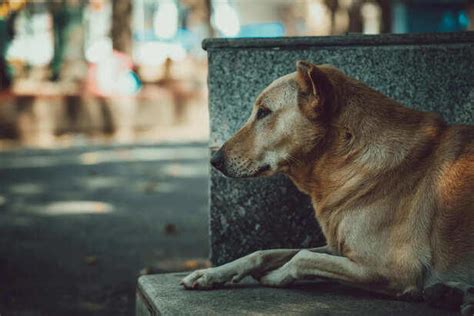 Indian pariah dog: The most underrated native breed