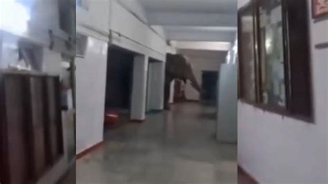 'Unexpected Class Visitor': Elephant Casually Walks Into Guwahati ...