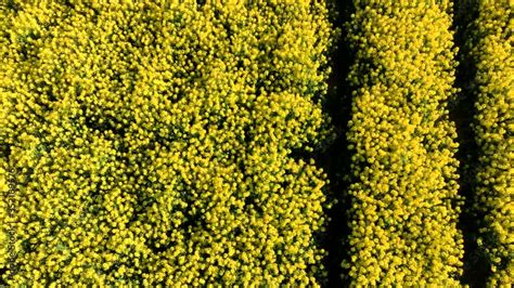 Raising aerial footage of rapeseed field - from plant to whole ...