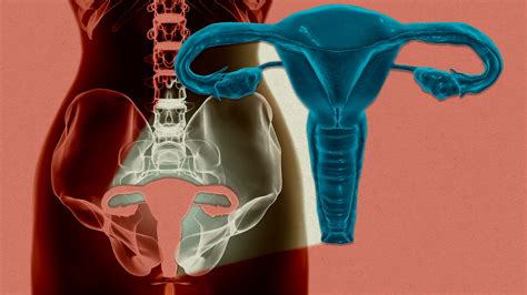 A woman’s uterus has been kept alive outside the body for the first ...