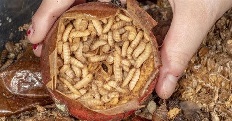 How to turn food waste into fertilizer in record time — with maggots ...