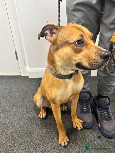 Lovely 10-Month-Old German Shepherd x Bulldog Enzo for sale in London | Pets4Homes