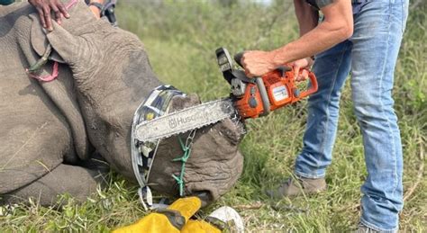 Rhino poaching solutions highlighted at conservation event | Letaba Herald