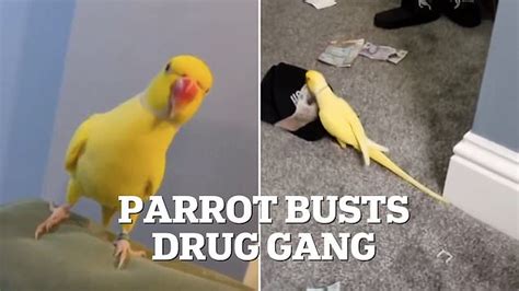 Talking parrot helps bring down crime gang after it is caught on video ...