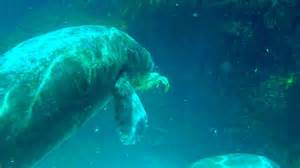Oldest known manatee now at Gulfarium in Fort Walton Beach, Florida