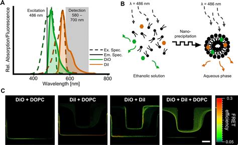 In situ imaging of fluid dynamics and nanocarrier nucleation inside ...