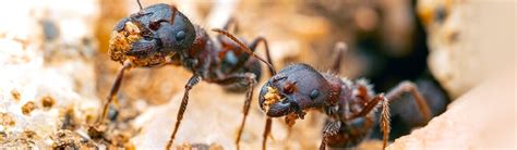 Papel de las hormigas en la fertilidad del suelo
