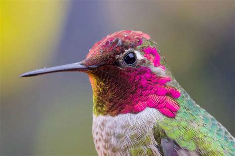 This Snoring Hummingbird Is Actually in Survival Mode - A-Z Animals