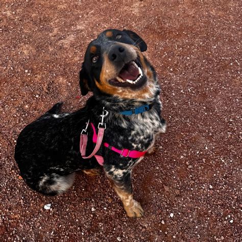 Hello my name is Lunchbox | Dogs | KSL Classifieds
