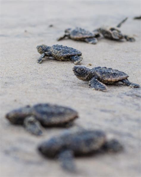 How well is Delaware protecting endangered species, according to study?