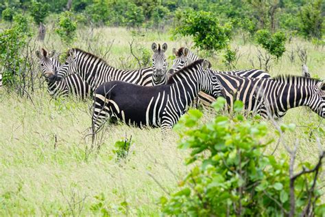 Rare Zebra Spotted Missing Some Stripes