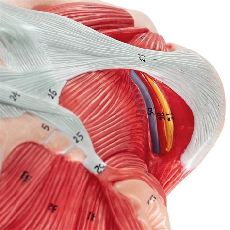 Life-Size Female Pelvis & Pelvic Floor Muscles Model - Integral ...