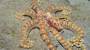 25 animals that use camouflage to potentially fool you