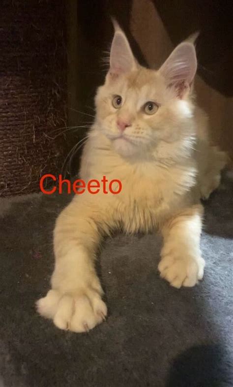 Red Maine Coon Kittens For Sale From Private Sellers | Maine Coon Owners