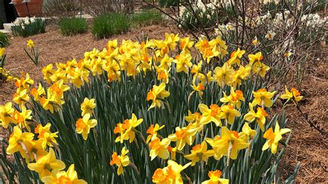 Mulching your garden? What to use and what to avoid