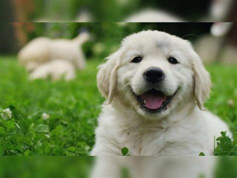 Most popular dog names based on their breed