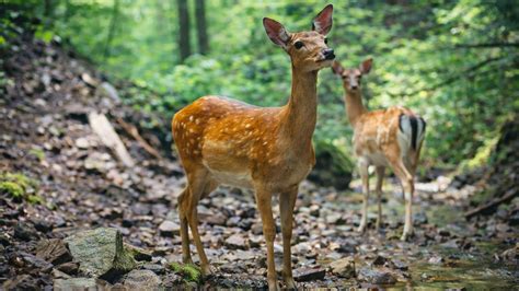 Trail camera captures two deer walking along a quiet forest path