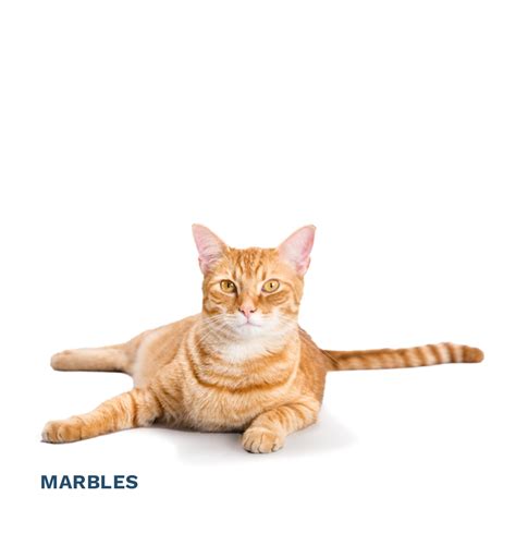 Meet Darla A2221191 | LA Animal Services