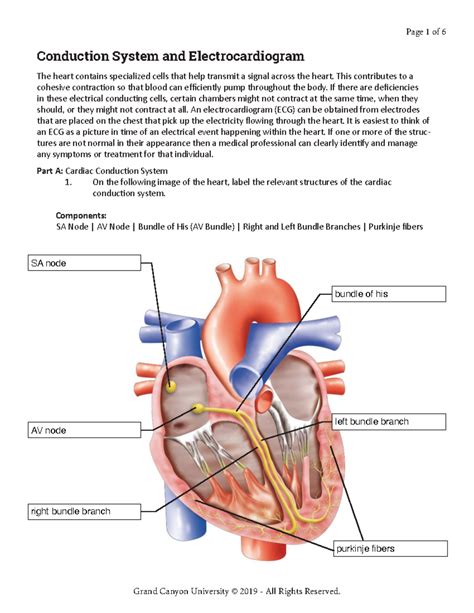 BIO202 Lecture Notes: Cardiac Conduction & ECG Analysis - Studocu