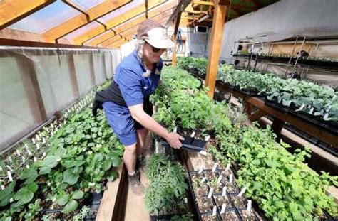 Photos: Ripe for the taking - The Durango Herald