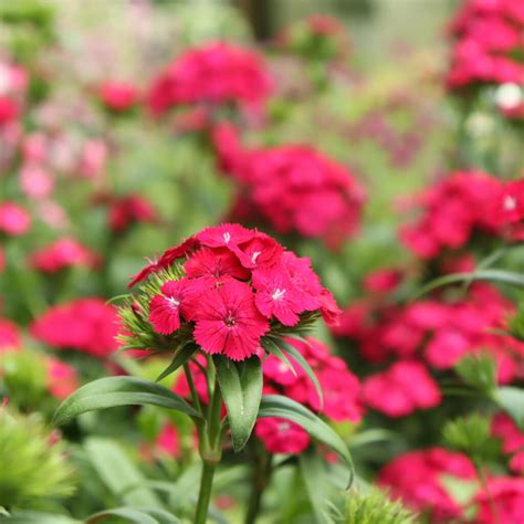 How to Grow Dianthus in Zone 10b