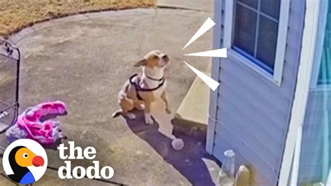 Stray Pittie Cries Outside Their Door To Be Let In From The Cold
