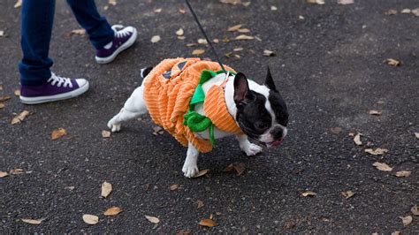 The Tompkins Square Park Halloween Dog Parade is returning in 2025!
