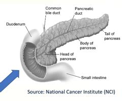 Endocrine System: Pancreas Flashcards | Quizlet