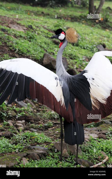 Beautiful cassowary kasuari in hi-res stock photography and images - Alamy