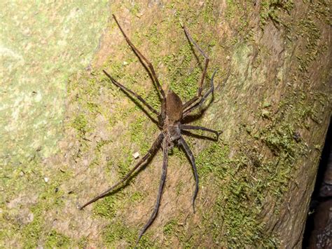 Border Ranges National Park - Aussie Bird Spots