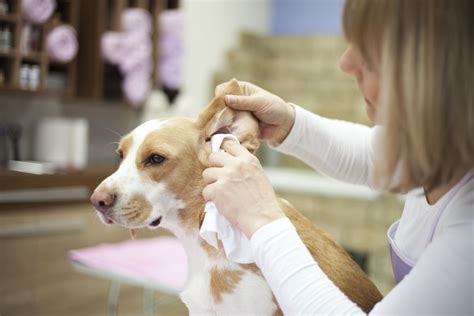 How to Take Care of Your Dog’s Hair, Teeth, and Nails