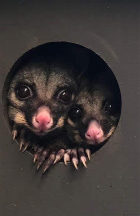 How to stop possums from eating your plants | The Courier Mail