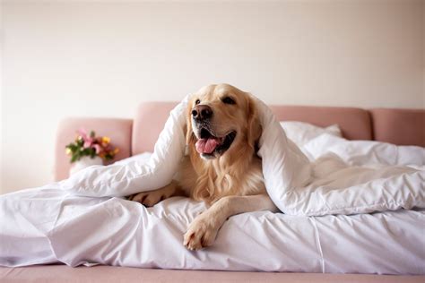 The Best Pet Friendly Hotels in Black Hawk 2026 (with Prices) - Tripadvisor